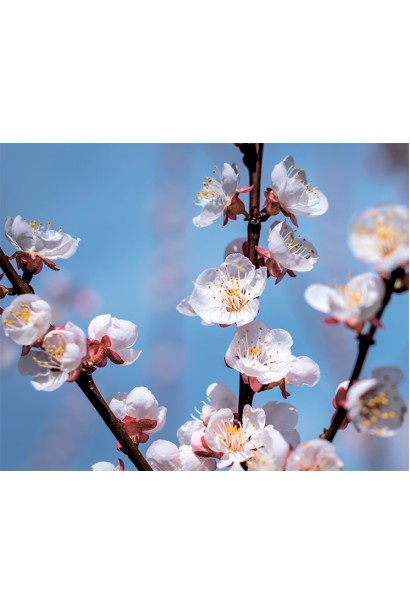 Цвітіння абрикосу чорного персикового